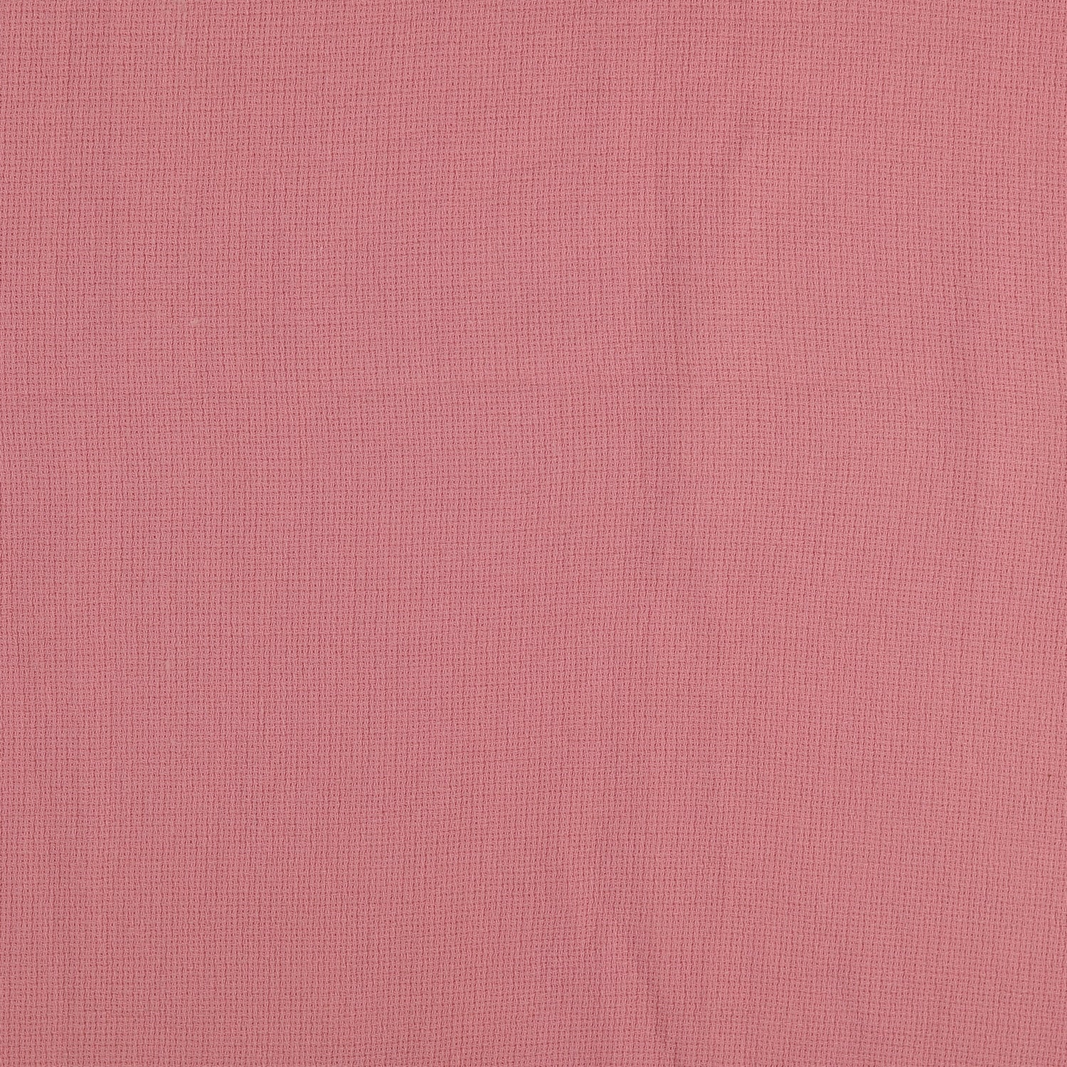 0,5m Summer Breeze rose 